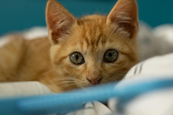 Hoe introduceer je een nieuw huisdier aan je gezin?