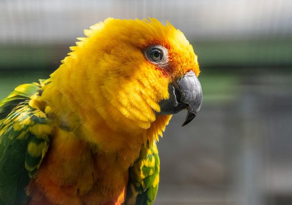 Hoe draagt technologie bij aan dierenbescherming?