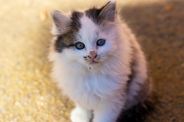 Hoe kun je de band met je kat versterken?